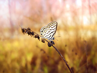 little black and white butterfly   