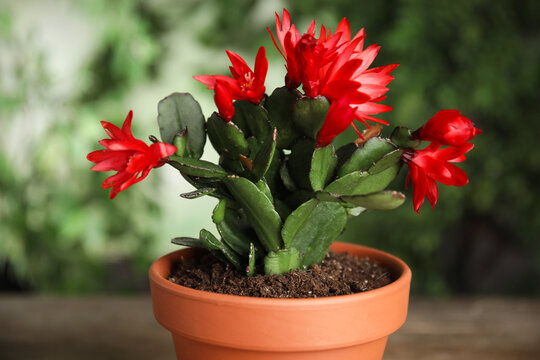 Beautiful blooming Schlumbergera (Christmas or Thanksgiving cactus) in pot against blurred green background, closeup