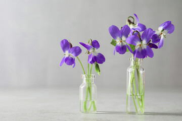 Beautiful wood violets on light grey background, space for text. Spring flowers