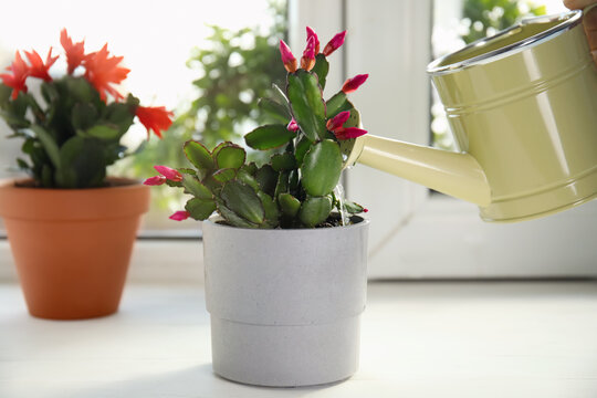 Watering beautiful Schlumbergera plant (Christmas or Thanksgiving cactus) in pot on window sill