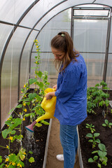 Young woman works in a greenhouse, watering vegetables