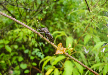 Proxy Punctulatus Black Stink Bug in Branch