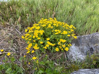 Buttercup ficaria flowers yellow