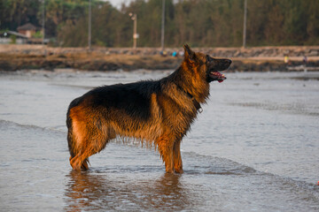 Curious young German shepherd dog playing with owner or trainer on beach | Training Young active and aggressive German Shepherd dog on beach in playful mood active and happy 