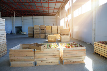 Large distribution warehouse with crates full of fresh apples