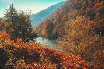 Fototapeta premium Mountain river on an autumn sunny day. Nature landscape. Carpathian Mountains, Europe