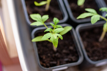 tomato seedlings in cardboard containers, on the windowsill