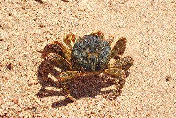 Wildlife and nature in detail, beautiful freshwater crab