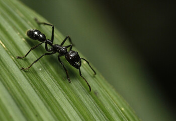 ant on leaf