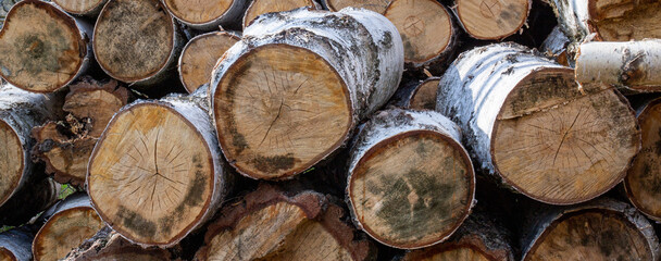 Fototapeta premium wood background cut trees Wood texture cut birch logs. Firewood banner