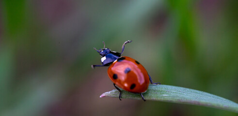 Ladybug on grass saying hello. Blurred background. Macro