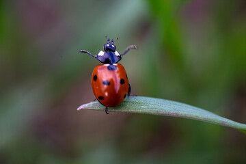 Ladybug on grass saying hello. Blurred background. Macro