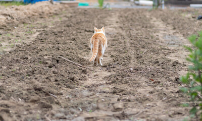 歩く猫　茶白猫