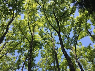 新緑の森
