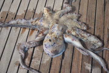 Beautiful octopus on a ship