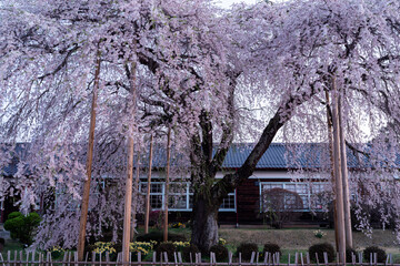 美しい枝垂れ桜　杵原校舎