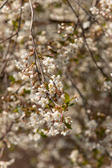 cherry flowers on a tree as a background