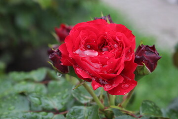 beautiful red rose