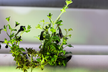 interior design modern lamp and gray pipe