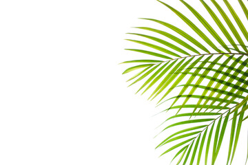 Fototapeta na wymiar tropical coconut palm leaf isolated on white background, summer background
