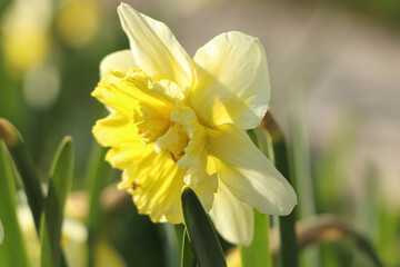 Beautiful daffodil growing in garden on sunny day, closeup