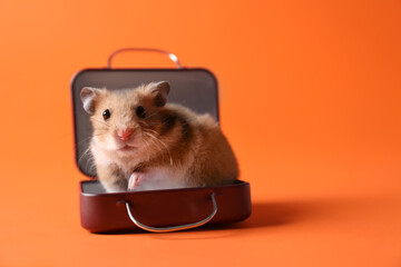 Adorable hamster sitting in tiny suitcase on orange background. Space for text