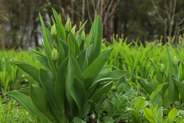 Beautiful unopened tulip buds outdoors on spring day