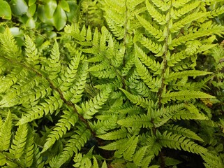 Polystichum rigens