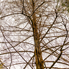 Branches of a picturesque tree in spring in the park