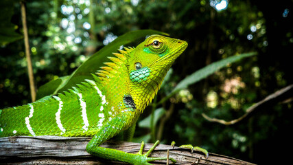 Green Lizard
