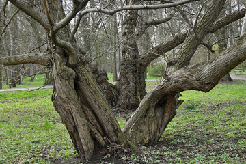 Fototapeta premium East Park Wrocław Poland, old trees