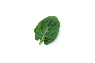 Fresh spinach leaf isolated on white background