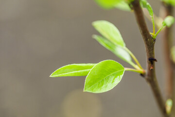 young leaves wake up on the trees spring comes - Image