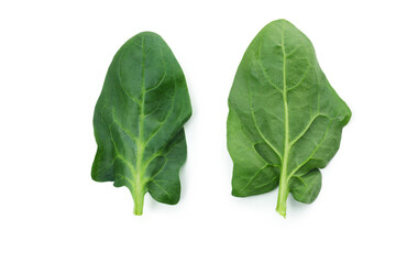 Fresh spinach leaves isolated on white background