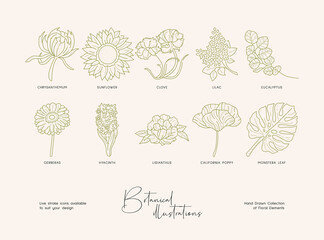Set of hand drawn line art illustrations of flowers and leaves. Suit to brand identity, logo design
