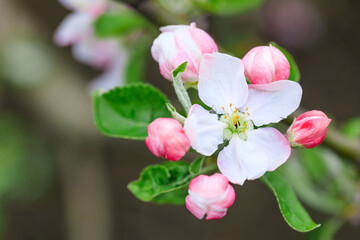 spring flowering fruit trees - Image