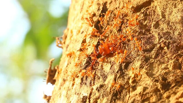 Ants biting pray on tree , out door Chiangmai Thailand