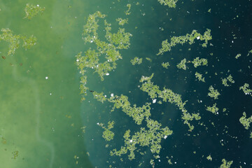 top view of polluted water. water turn green because of algae