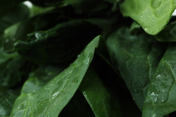 Fresh raw spinach with water, close up
