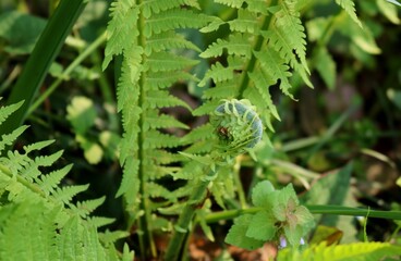 ぜんまい　山菜　山　春