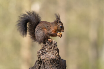 squirrel on a tree eating nut