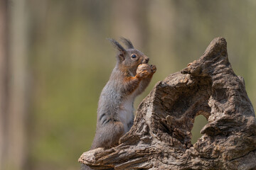 squirrel on a tree
