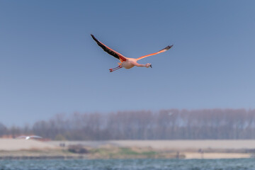 Flamingo flying over the see