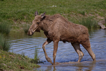 Fototapeta premium Elan