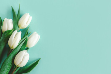 Fototapeta premium Tender white tulips on pastel turquoise background. Greeting card for Women's day.