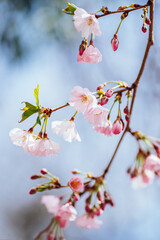 Amazing pink cherry blossoms on the Sakura tree in a blue sky.