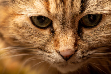 Portrait of a young pied cat close-up.