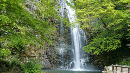 箕面大滝と青もみじ