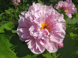 pink and white peony