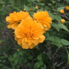 八重咲きの山吹2